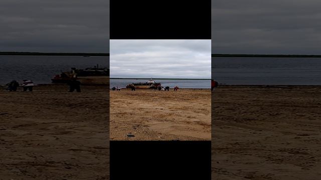 Возвращения коров домой смотреть онлайн