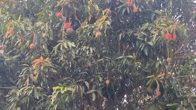 ??. Mango trees ? in Fort Lauderdale,Florida/the sweetest mangoes ? in my life/Как растут манго смотреть онлайн