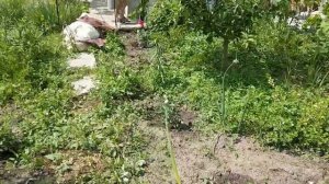 Розы первогодки Блуберри и Гермоза от питомника Бережнюк#роза#гермоза#блуберри