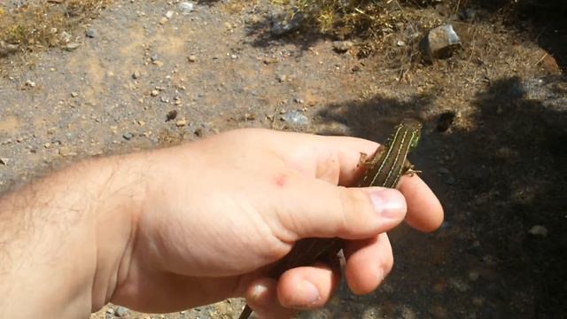 Балканская зеленая ящерица смотреть онлайн