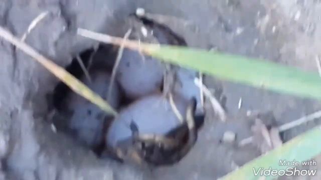 Неожиданный гость на полигоне! Озерная Черепаха и ... смотреть онлайн