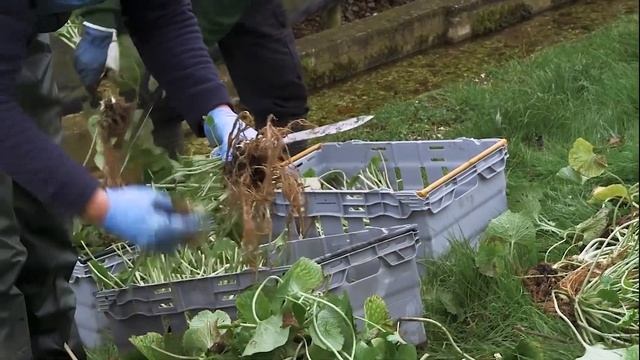 Почему НАСТОЯЩИЙ ВАСАБИ Стоит Так Дорого?! Слишком Дорого