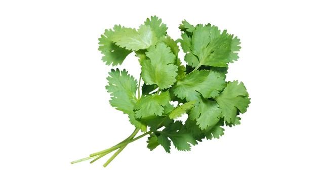 Кориандр – лекарство, ставшее пряностью - Coriander Is A Medicine Turned Spice