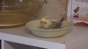 Как попугай корелла купается