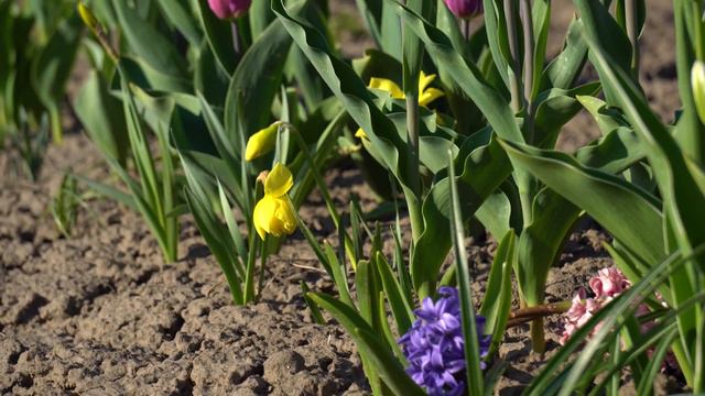 Прогулянка по нашому квітучому травневому міні-саду. Цвітіння тюльпанів смотреть онлайн