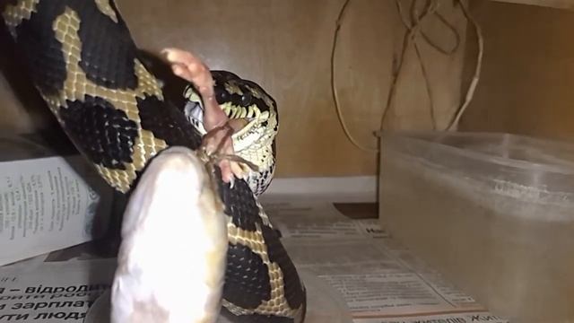 Chicken and fish for carpet python смотреть онлайн