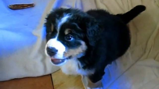 Щенок Бернского зенненхунда Барри в ярости ;) смотреть онлайн