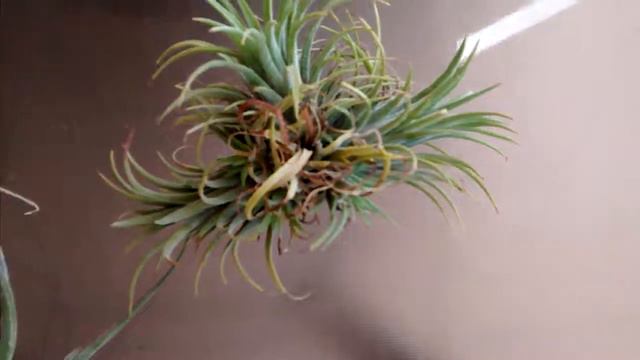 Tillandsias y raices смотреть онлайн