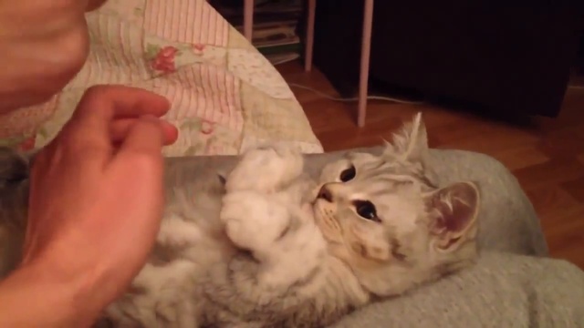 Послушная котейка смотреть онлайн