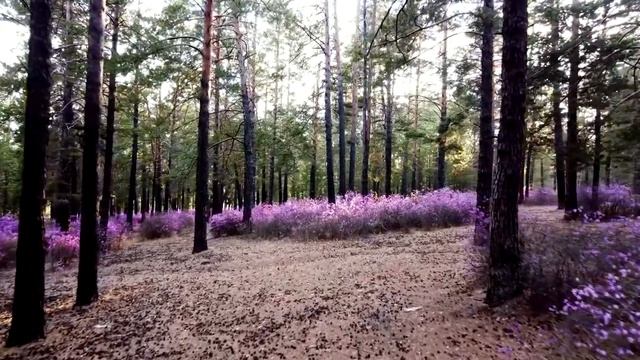 Забайкальский багульник рододендрон даурский занесён в «Красную книгу» смотреть онлайн