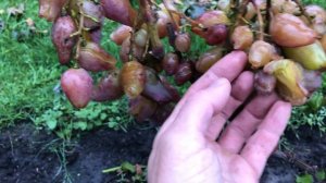 Виноград Оскар в Беларуси (21.09.21)