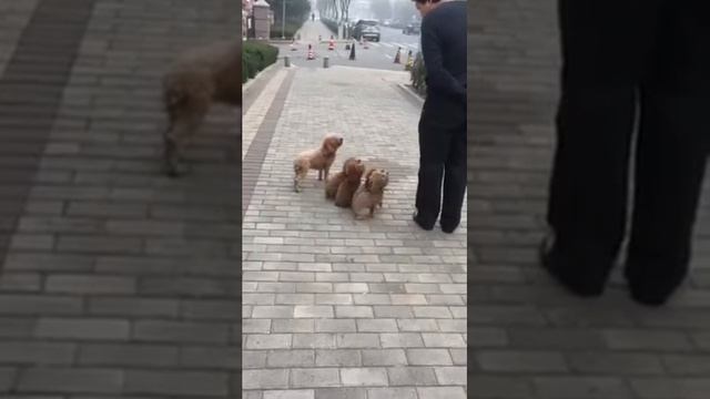 Самые послушные собачки в мире? смотреть онлайн