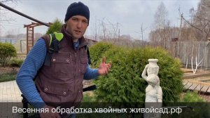 Весенняя обработка хвойных и восстановление хвои