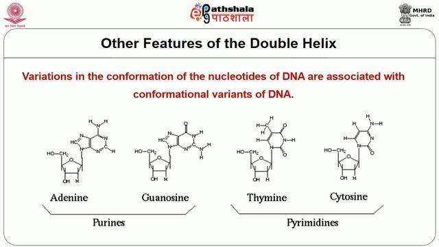 Nucleic Acid Components and Structure смотреть онлайн