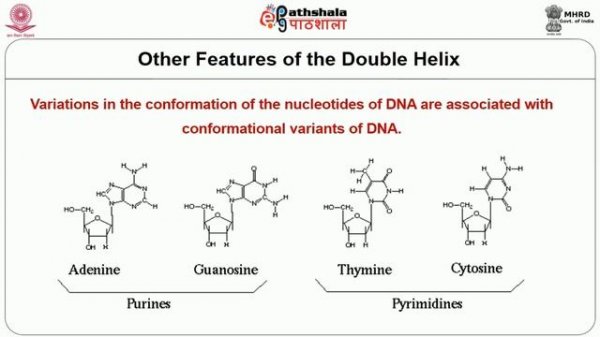 Nucleic Acid Components and Structure