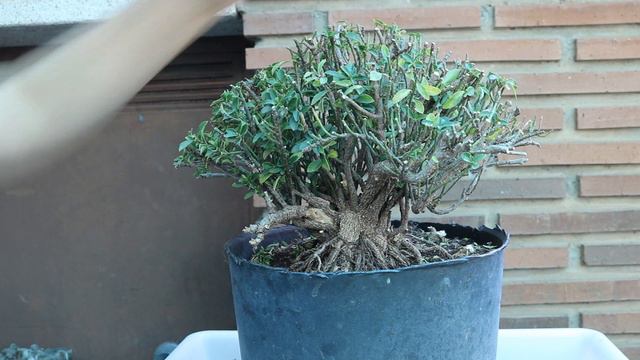 Bonsái de vivero por 6 Euros (Evonymus) смотреть онлайн