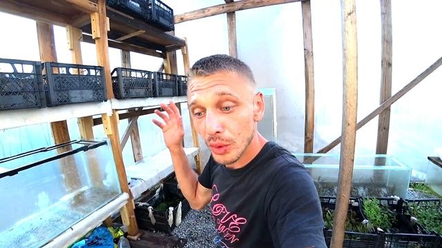 АКВАРИУМНЫЕ РАСТЕНИЯ В ТЕПЛИЦЕ!!! смотреть онлайн