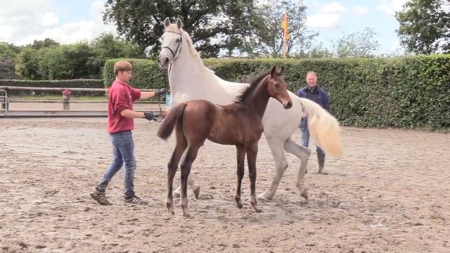 Cornet March - 2020 Bay Colt by Cornet Obolensky x Casado смотреть онлайн