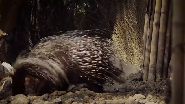 Olha o que aconteceu com essa COBRA GIGANTE depois de engolir um PORCO ESPINHO смотреть онлайн