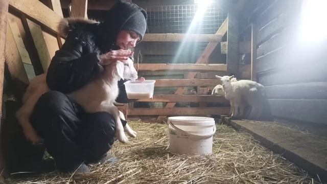 Всё ужасы отъёма козлят от матерей.Приучаю козлят есть из чашки смотреть онлайн