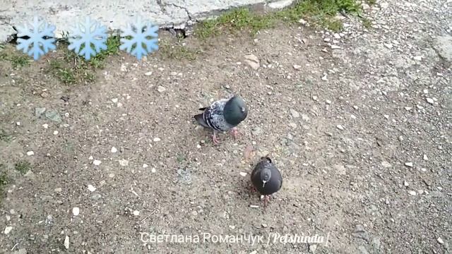 2 июня 2018г. Летний снег в Ревде. Малоснежное уральское лето))) смотреть онлайн