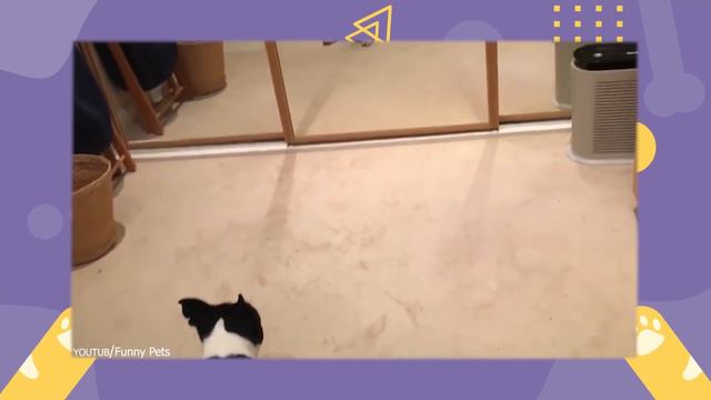 15 Dog Myths You Should Stop Believing смотреть онлайн