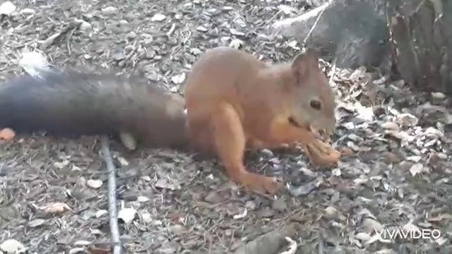 Кормление белки смотреть онлайн
