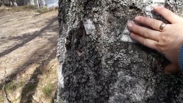 Практика возвращения в свое НАСТОЯЩЕЕ и примирения дуальности