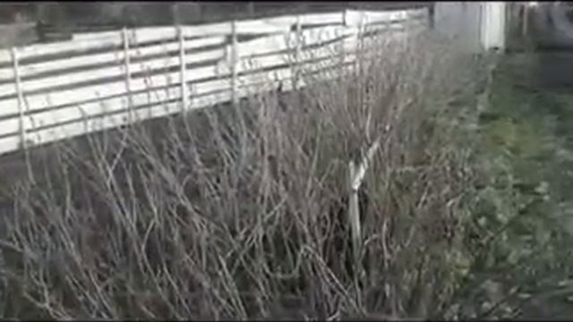Цапмажор У нашего барина смотреть онлайн