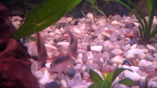 Кормление аквариумных рыбок коридорасов (Corydoras) смотреть онлайн