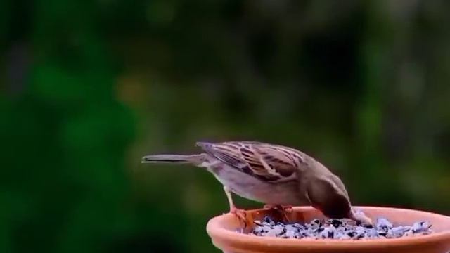 мы родились в сибири//стрим без темы//обзор канала