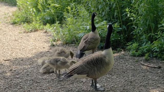 Звуки милых животных:кошка,собака,лошадь,сдадо овечек гуляющих на лугу смотреть онлайн