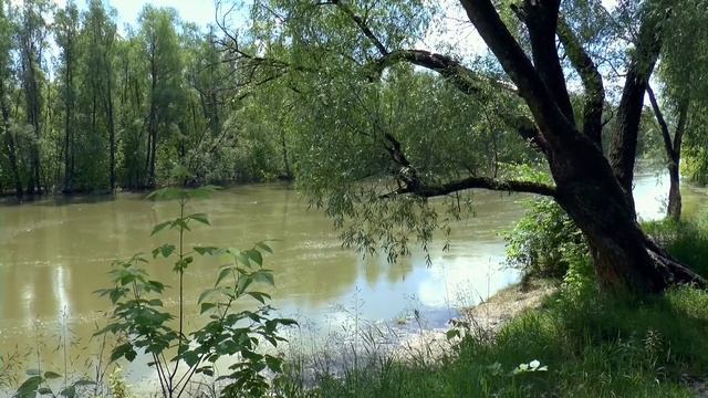 Ловля щуки и окуня в водоемах заросших травой смотреть онлайн