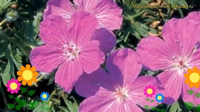 Герань кроваво-красная Вижен Виолет. Краткий обзор, описание geranium sanquineum Vision Violet смотреть онлайн