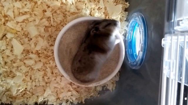 Купание джунгарского хомяка | Клетка Ferplast Combi1 Fun смотреть онлайн