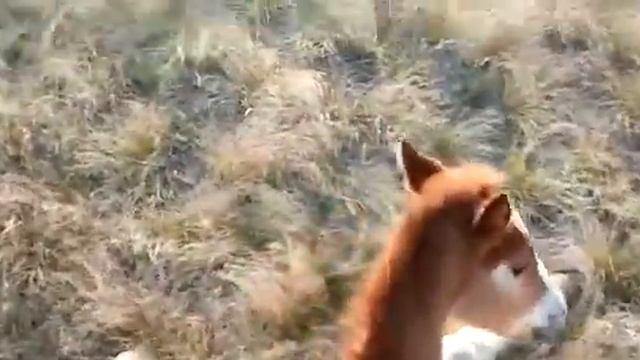 Косяк жеребца по кличке Рома? смотреть онлайн