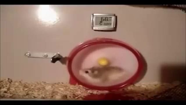 Хомяк. Бежит. Скорость. Чем кормили хомяка. хомячки бегут. смотреть онлайн