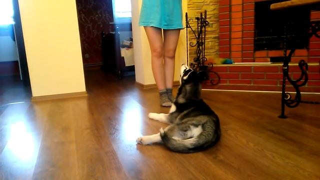 Щенок хаски. 3 месяца. Первые уроки. смотреть онлайн