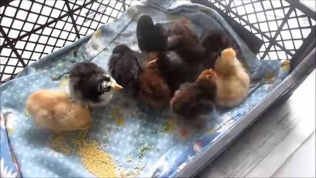 Петух +курочка = цып цып смотреть онлайн