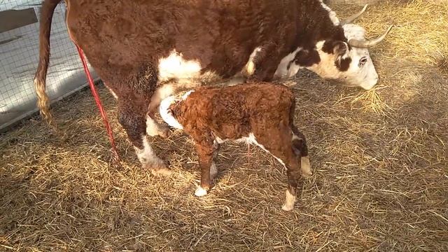Первый бычок-герефорд в 2019 году смотреть онлайн