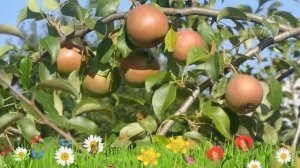 Груша обыкновенная Елена ? Обзор: посадка и уход. саженцы, крупномеры груши: описание и особенности