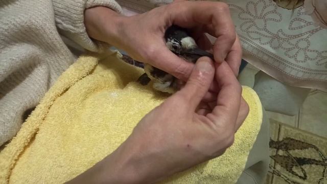Птенец дятла. Кормежка смотреть онлайн