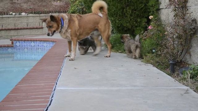Dogs Day Out 2.mov смотреть онлайн
