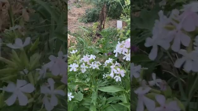 Бабочка бражник похожа на птицу колибри . Ее ещё называют «слоник» смотреть онлайн