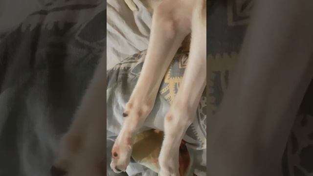 Уиппет Брунно храпит смотреть онлайн