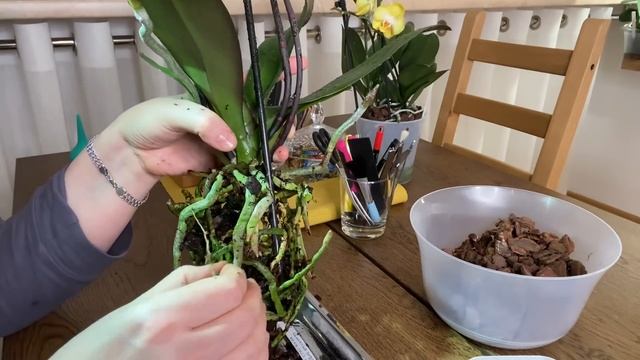 Я ЕЕ НАКОНЕЦ-ТО ПЕРЕСАДИЛА!!! КАМЕННАЯ РОЗА С ИДЕАЛЬНЫМИ КОРНЯМИ смотреть онлайн