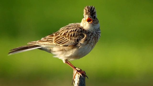 Жаворонок - интересные факты (фото, видео, звуки)