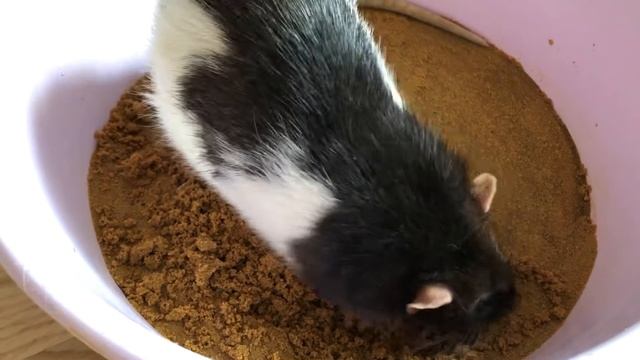 Песочница для крыс смотреть онлайн