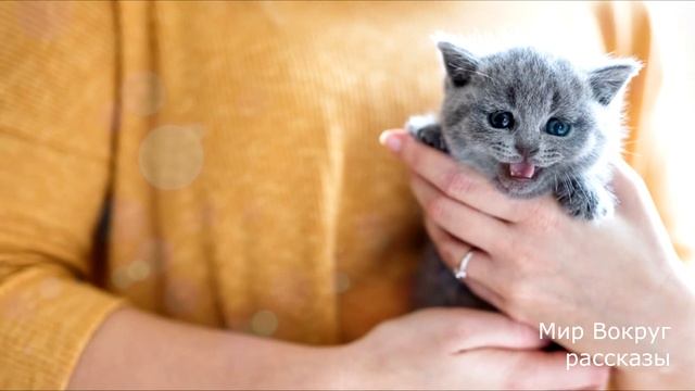 Жена после ухода мужа, решила отремонтировать его старенький телефон, и тогда ей вскрылась тайна… смотреть онлайн