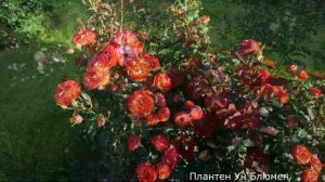 Краткий обзор розы  Плантен Ун Блюмен (Флорибунда)